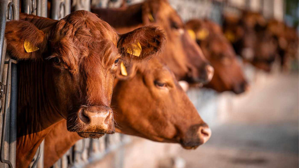 THE DARK SIDE OF BOVAER: Are Cows and Humans at Risk?