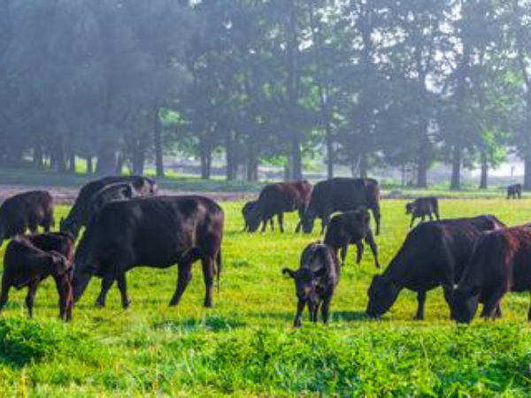 How Different are Grass-Finished <br> and Grain-Finished Beef?