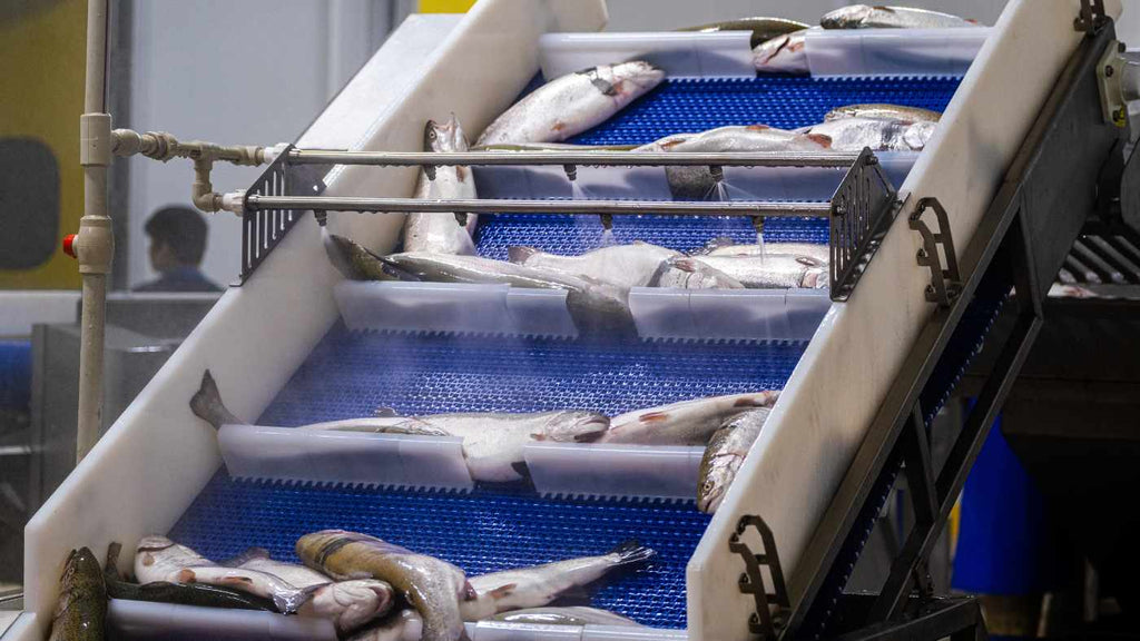 IS FARMED SALMON THE GREATEST HEALTH SCAM?