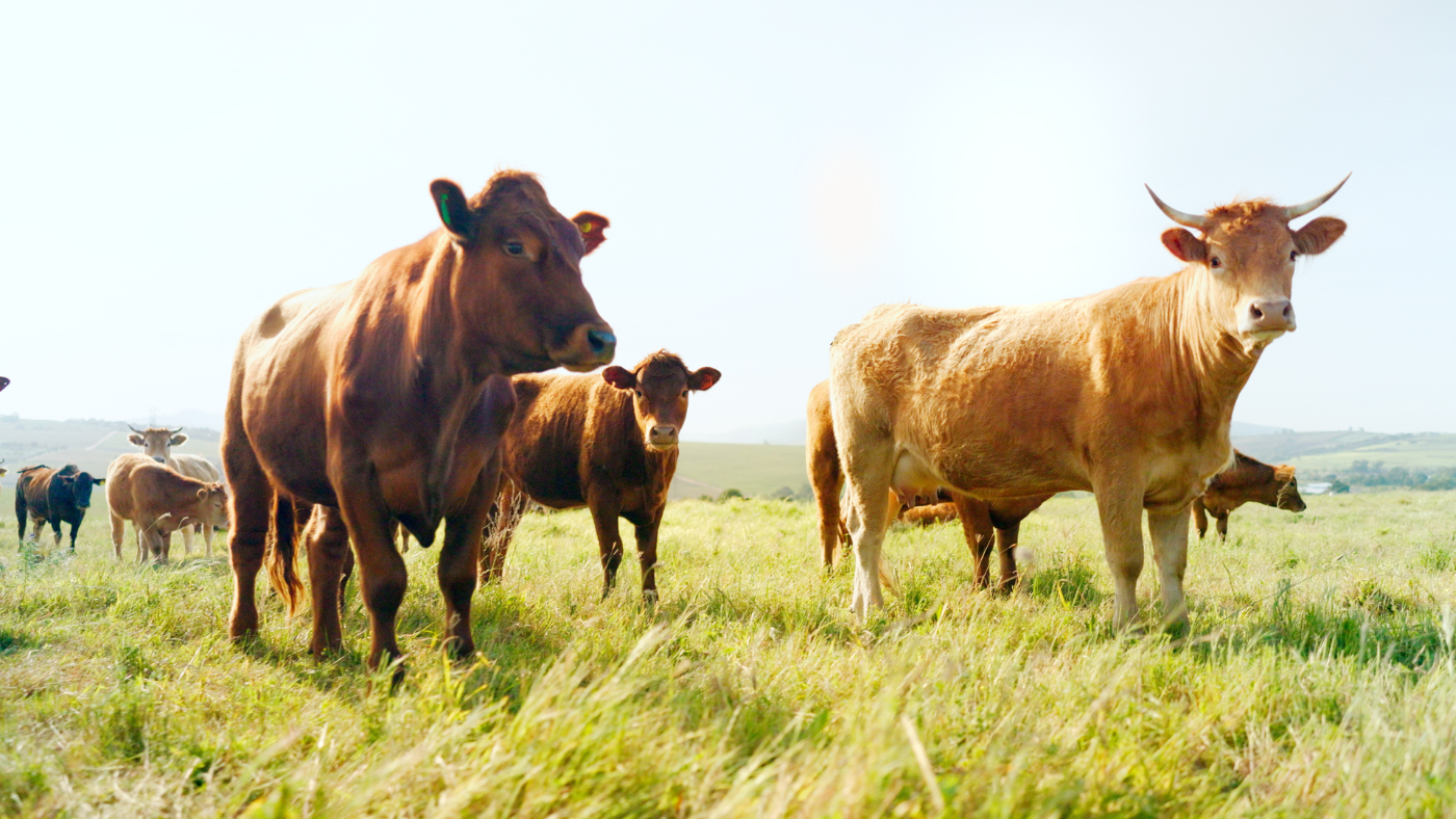CAN COWS ACTUALLY SAVE THE PLANET?!