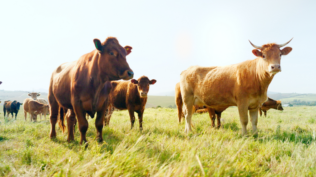CAN COWS ACTUALLY SAVE THE PLANET?!