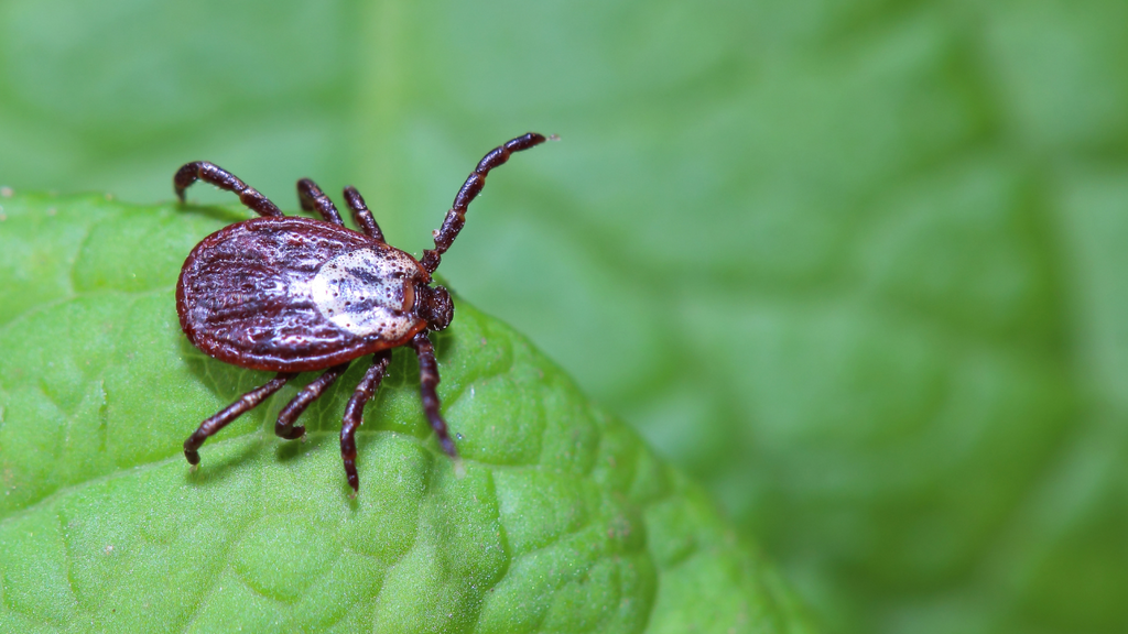 A Step Too Far: When Bioethicists Want Ticks to End Meat