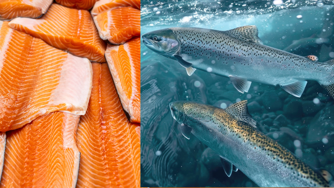 Farmed Salmon Is Not What You Think It Is: Why Norway’s Fishermen Are Sounding the Alarm