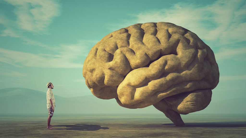 Animal Fat and Your Brain: Why Cholesterol Might Be the Missing Link in Cognitive Health