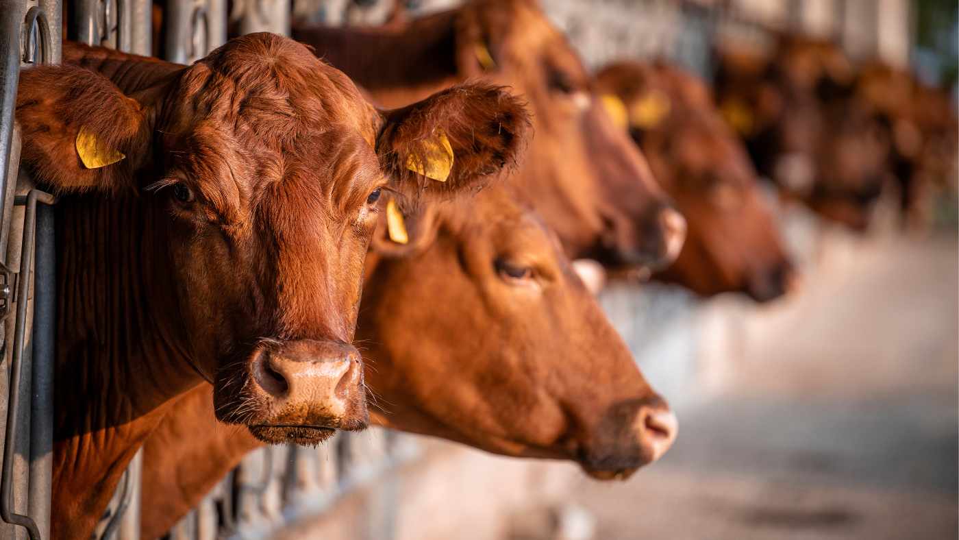 THE DARK SIDE OF BOVAER: Are Cows and Humans at Risk?