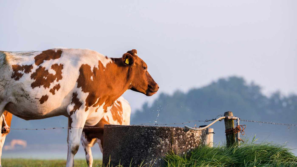 The Water Myth: How Corporate Greed Twisted the Truth About Cows, Sustainability, and Our Food System