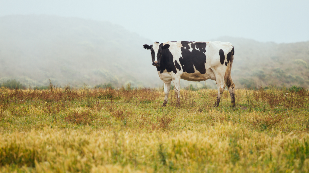 Cows Are Sustainable: The Truth About Beef, Nutrition, and the Planet