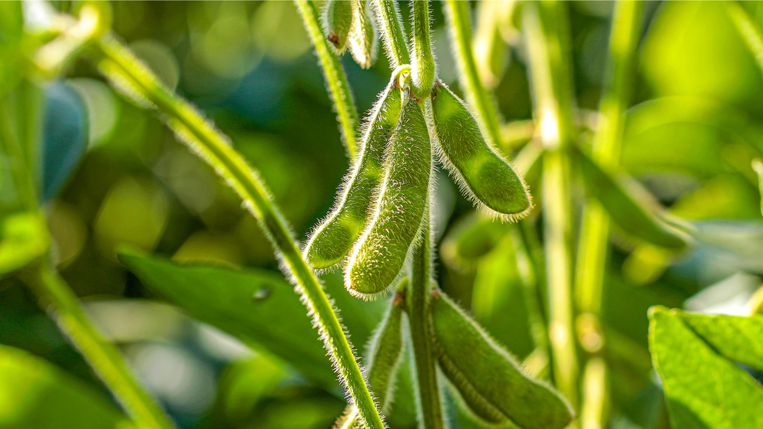 Soy Is No Superfood: The Hidden Dangers of America’s Favorite "Health Food"