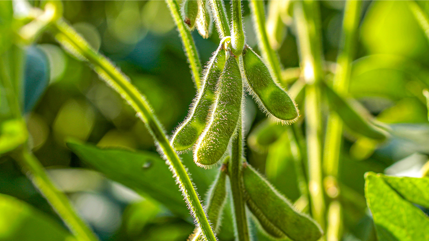Soy Is No Superfood: The Hidden Dangers of America’s Favorite "Health Food"