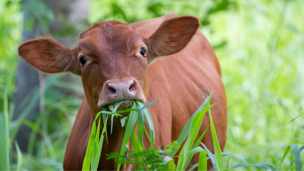 Grass-Fed vs. Grass-Finished Beef: Why the Distinction Matters More Than You Think