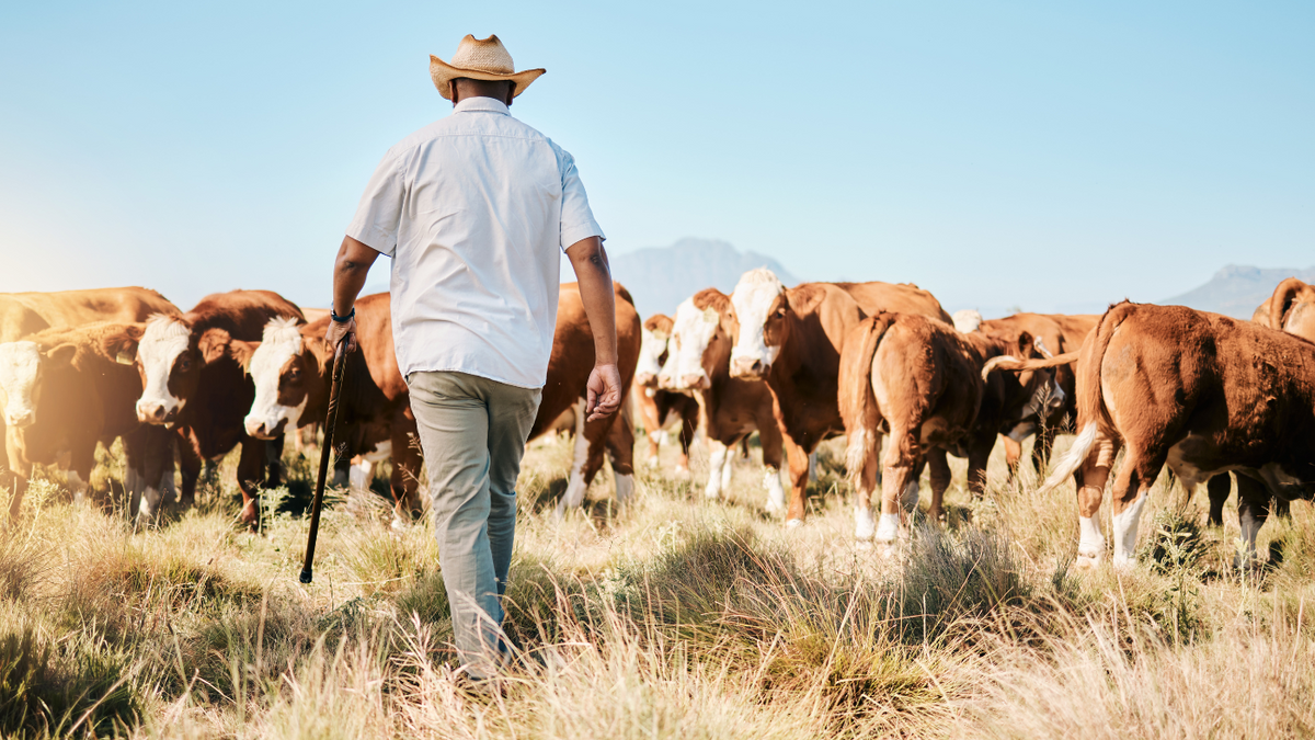 The Decline of American Farms: Why the Future of Food Depends on Reviving Regenerative Ranching